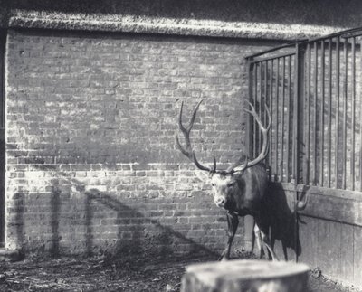 El ciervo de Wallich, también conocido como el Shou, ciervo rojo de Asia Central o del Tíbet, en el zoológico de Londres, diciembre de 1917 de Frederick William Bond